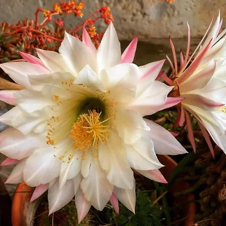 Сasa de vacaciones Il Corbezzolo *