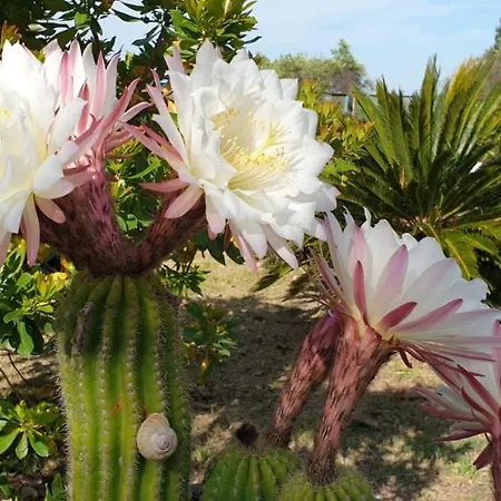 Il Corbezzolo Matera