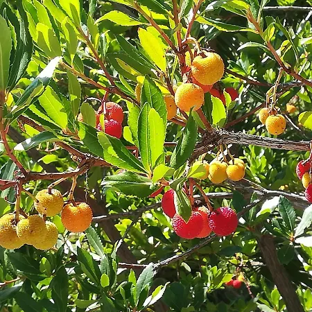 Il Corbezzolo מטרה