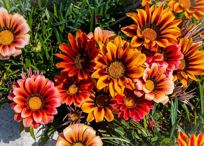 Il Corbezzolo Casa vacanze