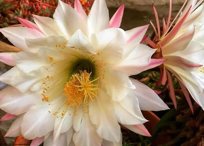 Casa vacanze Il Corbezzolo *