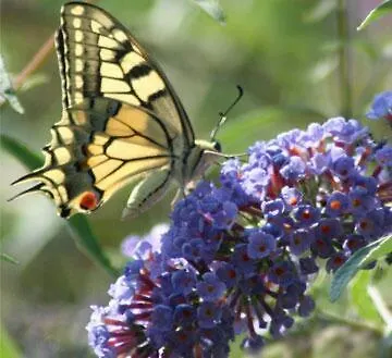 Hébergement de vacances Il Corbezzolo