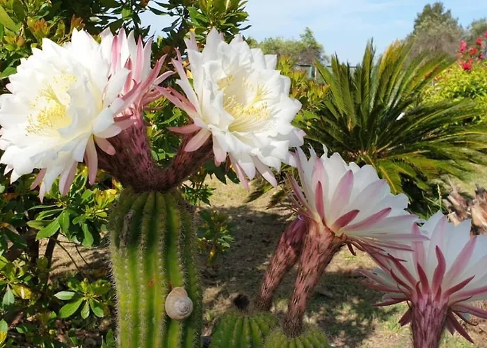 Il Corbezzolo Matera