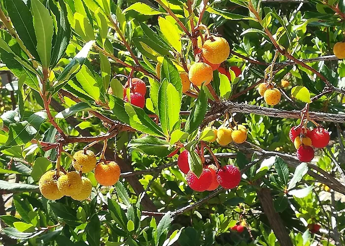 Il Corbezzolo Matera